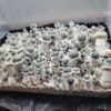MFH Albino Penis Envy Mushroom Spores
