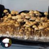 Fiji Spore Print - Image 3