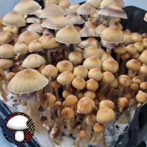 Fiji Spore print