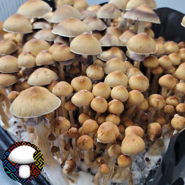 Fiji Spore print