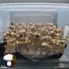 E4K Spore Print - Extraterrestrial Psilocybe Cubensis from Texas