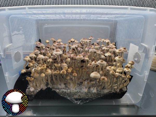 E4K Spore Print - Extraterrestrial Psilocybe Cubensis from Texas