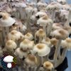 E4K Spore Print - Extraterrestrial Psilocybe Cubensis from Texas