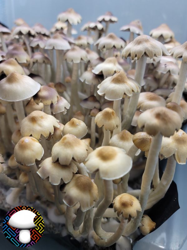 E4K Spore Print - Extraterrestrial Psilocybe Cubensis from Texas