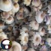 E4K Spore Print - Extraterrestrial Psilocybe Cubensis from Texas