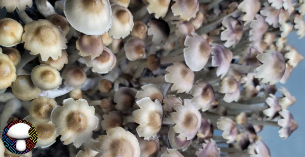 E4K Spore Print - Extraterrestrial Psilocybe Cubensis from Texas