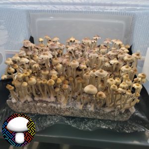 E4K Spore Print - Extraterrestrial Psilocybe Cubensis from Texas