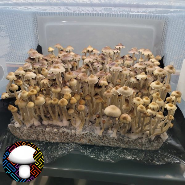 E4K Spore Print - Extraterrestrial Psilocybe Cubensis from Texas