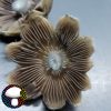 E4K Spore Print - Extraterrestrial Psilocybe Cubensis from Texas