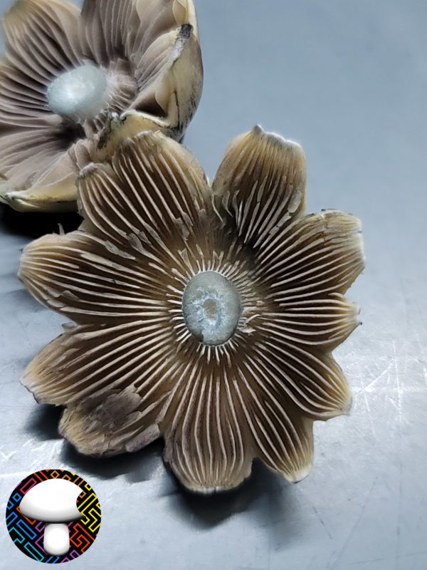 E4K Spore Print - Extraterrestrial Psilocybe Cubensis from Texas