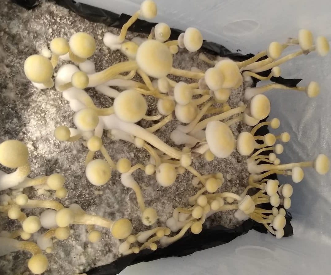 Leucistic Cambodian