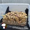 Machine Elf Psilocybe Cubensis