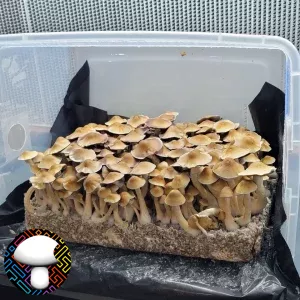 Machine Elf Psilocybe Cubensis