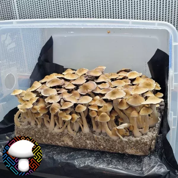 Machine Elf Psilocybe Cubensis