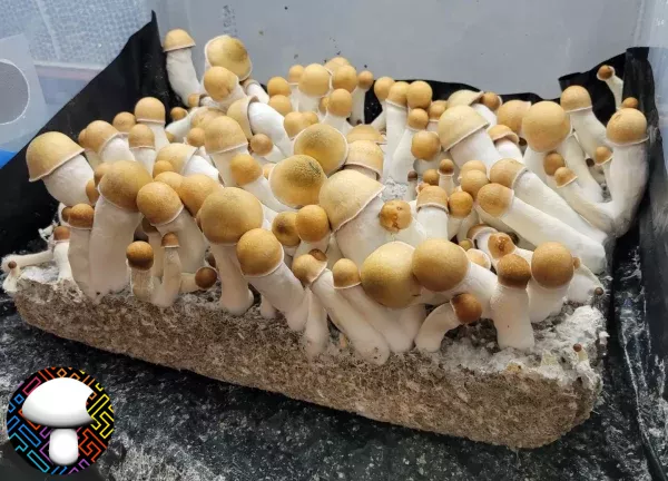 PE 22 OG, originating in 2022 - spore syringe - isolated syringe - mushroom genetics - penis envy mushroom