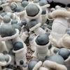 MFH Albino Penis Envy Mushroom Spores