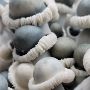 MFH Albino Penis Envy Mushroom Spores