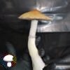 Cabo Rojo Spore Syringe