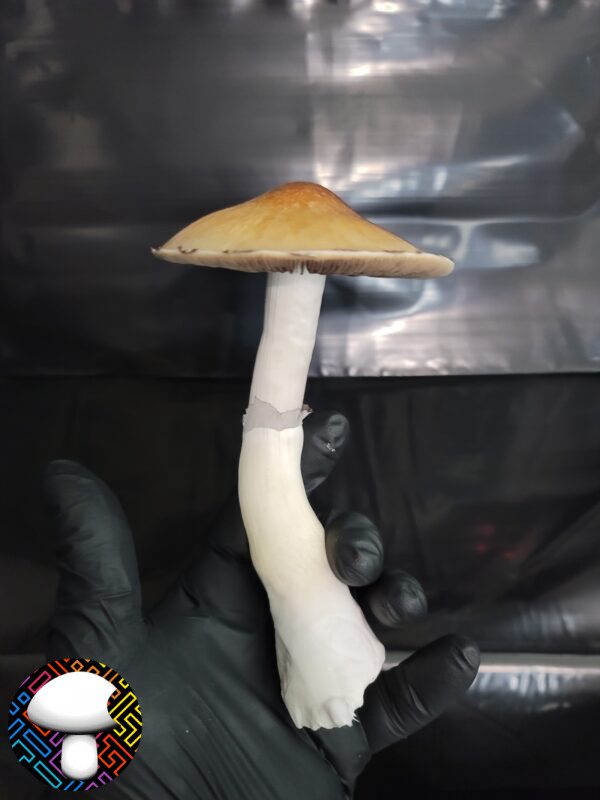 Cabo Rojo Spore Syringe