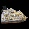 Bluey Vuitton mushroom spore flush