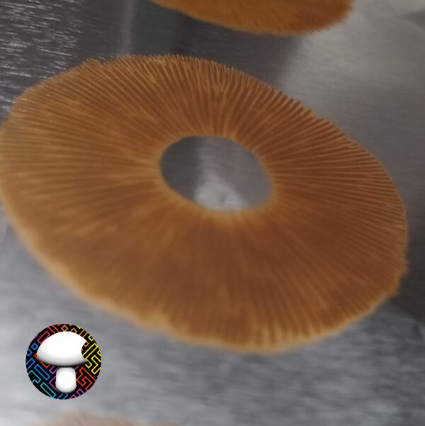 Golden Halo Print - Image 2