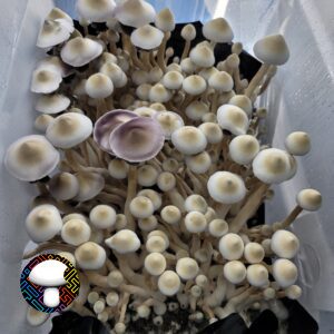 Leucistic Tosohatchee