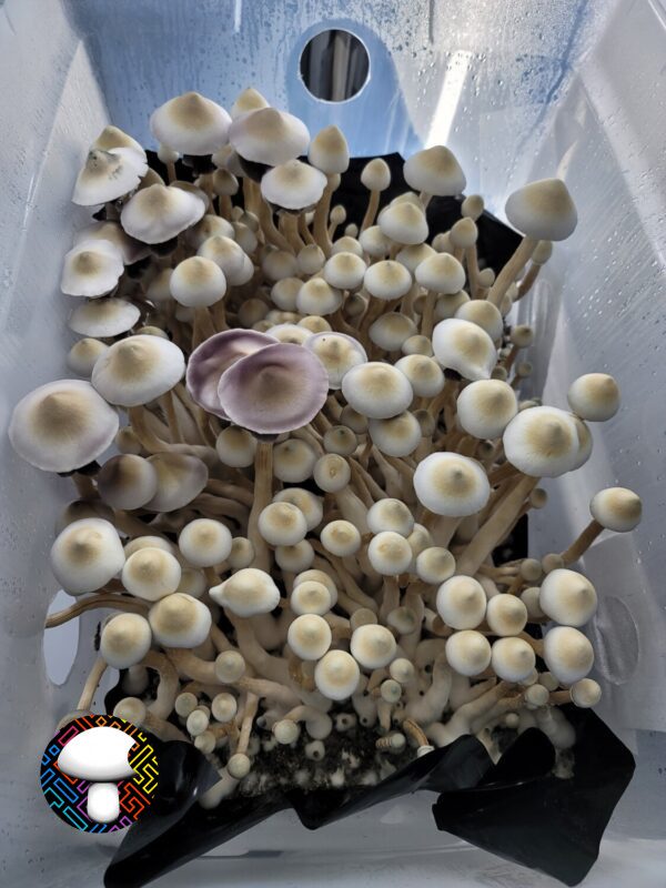 Leucistic Tosohatchee