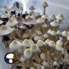 Leucistic Tosohatchee Spore Print - Image 4