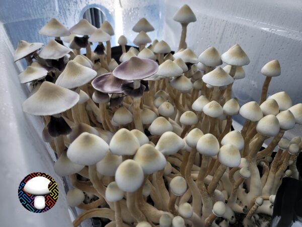 Leucistic Tosohatchee Spore Print - Image 4