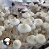 Leucistic Tosohatchee Spore Print - Image 3