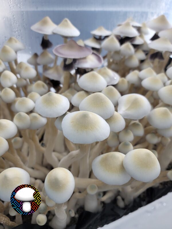 Leucistic Tosohatchee Spore Print - Image 3