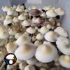 Leucistic Tosohatchee Spore Print - Image 2