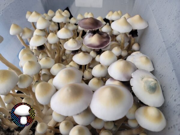 Leucistic Tosohatchee Spore Print - Image 2