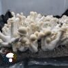 Albino Chodewave - Spore Swab - Image 3