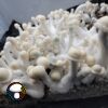 Albino Chodewave - Spore Swab - Image 4