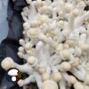 Albino Chodewave - Spore Swab - Image 5