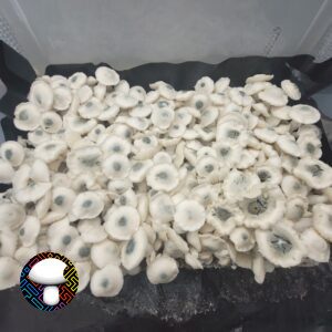 Albino PE6