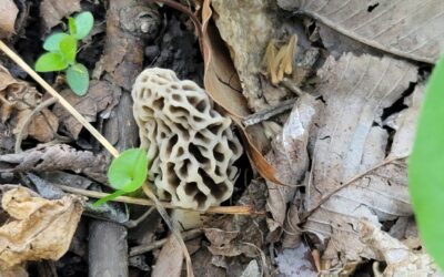 Hide & Seek with Morels