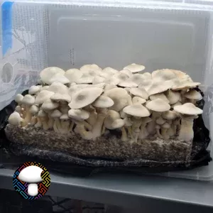 BAPER RUST Spore Print - Unique Rust-Colored Psilocybe Cubensis Spores.