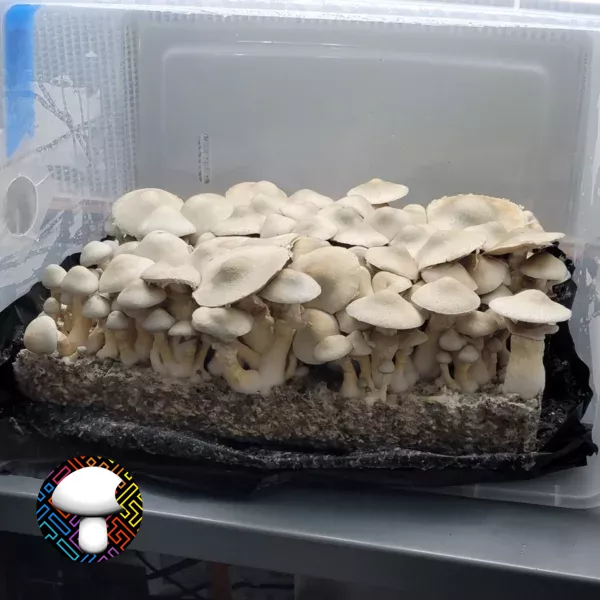 BAPER RUST Spore Print - Unique Rust-Colored Psilocybe Cubensis Spores.