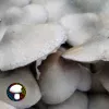 BAPER RUST Spore Print - Unique Rust-Colored Psilocybe Cubensis Spores.