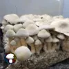 BAPER RUST Spore Print - Unique Rust-Colored Psilocybe Cubensis Spores.