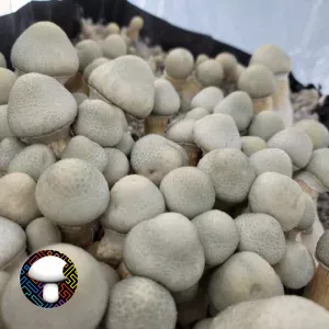 BAPER RUST Spore Print - Unique Rust-Colored Psilocybe Cubensis Spores.
