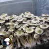 Albino Penis Envy Revert