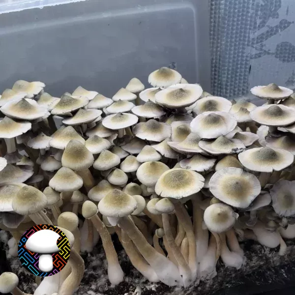 Albino Penis Envy Revert