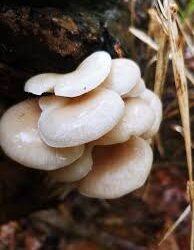 Oyster Mushrooms: Bioremediation Champions for a Cleaner Environment