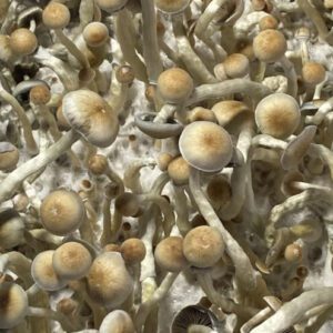 Manna From Heaven Psilocybe Natalensis