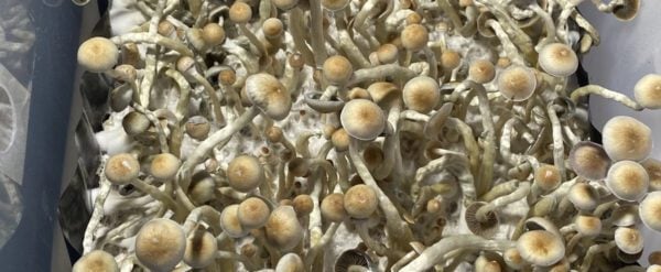 Manna From Heaven Psilocybe Natalensis