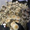 Manna From Heaven Psilocybe Natalensis