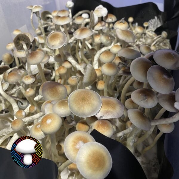 Manna From Heaven Psilocybe Natalensis